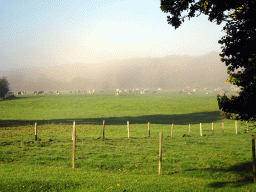 Grass field with cows at the west side of the Dolmen of Wéris