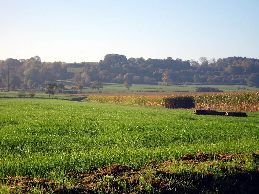 Grass field and corn field at the east side of the Dolmen of Wéris