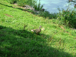 Duck at a canal at the town center