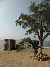 Rocks and tree at the beach at the west side of Gulangyu Island