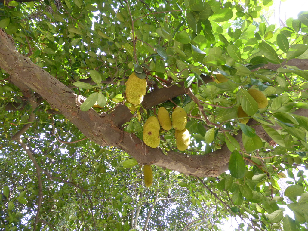Fruit in a tree at Jishan Road at Gulangyu Island