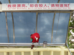 Parrot at the Aviary at Gulangyu Island