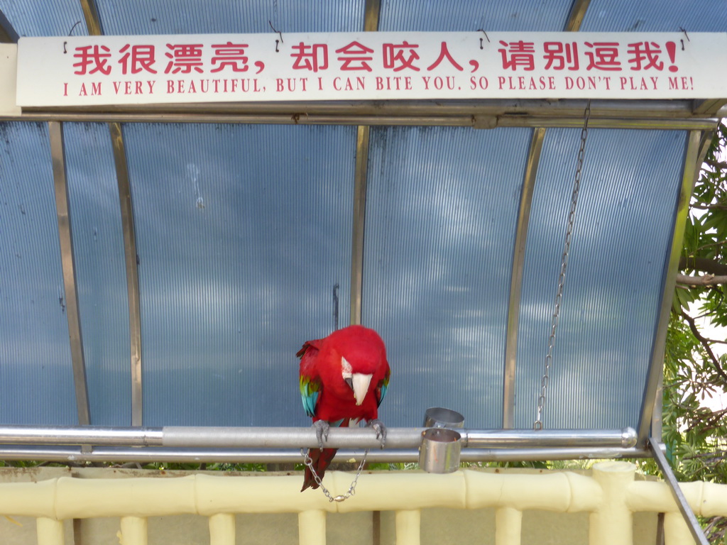 Parrot at the Aviary at Gulangyu Island