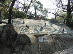 Birds at the Aviary at Gulangyu Island