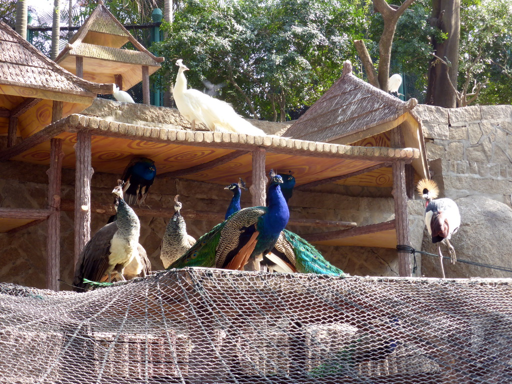 Peacocks and cranes at the Aviary at Gulangyu Island