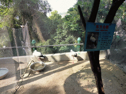 Oriental Storks at the Aviary at Gulangyu Island