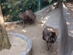 Emus at the Aviary at Gulangyu Island