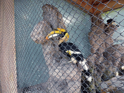Toucans at the Aviary at Gulangyu Island