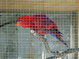 Red bird at the Aviary at Gulangyu Island