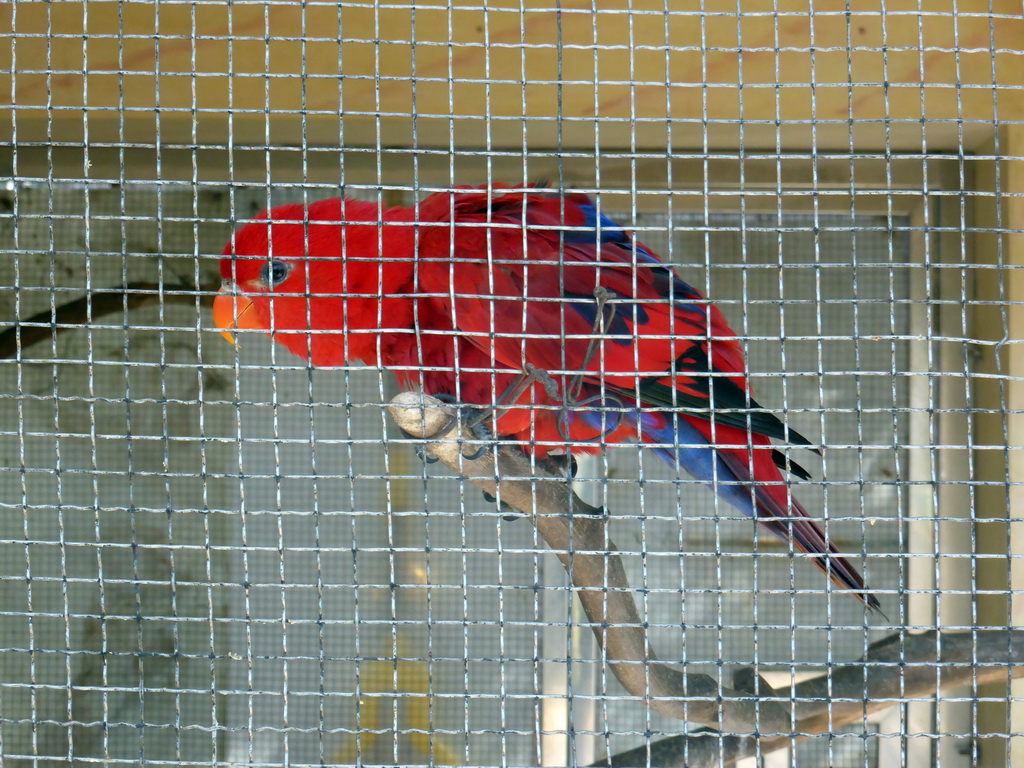 Red bird at the Aviary at Gulangyu Island
