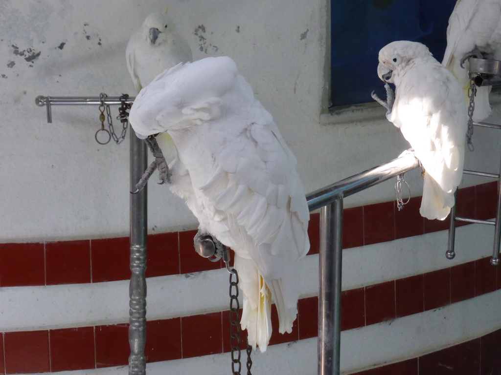 White Cockatoos just before the bird show at the Aviary at Gulangyu Island