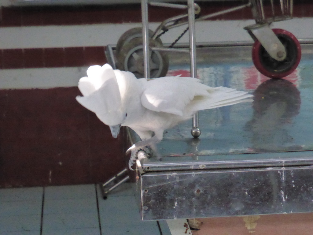 White Cockatoo just before the bird show at the Aviary at Gulangyu Island