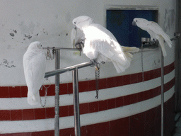 White Cockatoos just before the bird show at the Aviary at Gulangyu Island