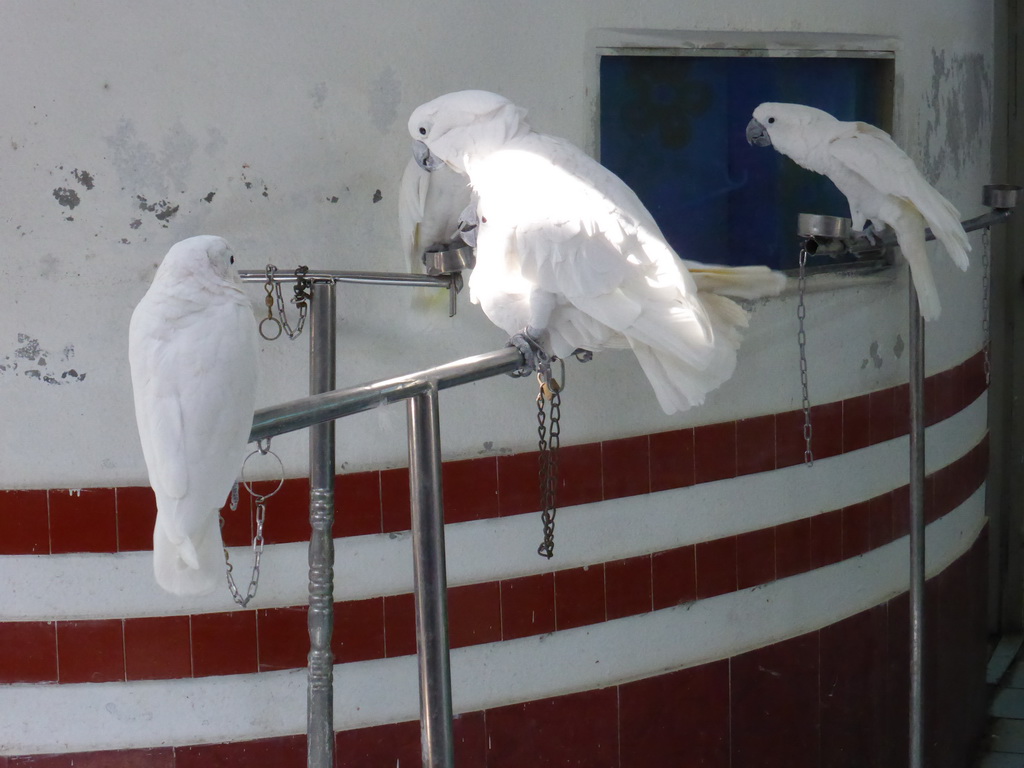 White Cockatoos just before the bird show at the Aviary at Gulangyu Island