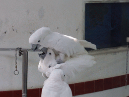 White Cockatoos during the bird show at the Aviary at Gulangyu Island