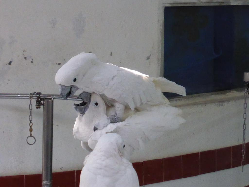 White Cockatoos during the bird show at the Aviary at Gulangyu Island