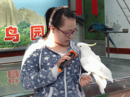 Bird trainer, a White Cockatoo and two Blue-and-yellow Macaws during the bird show at the Aviary at Gulangyu Island