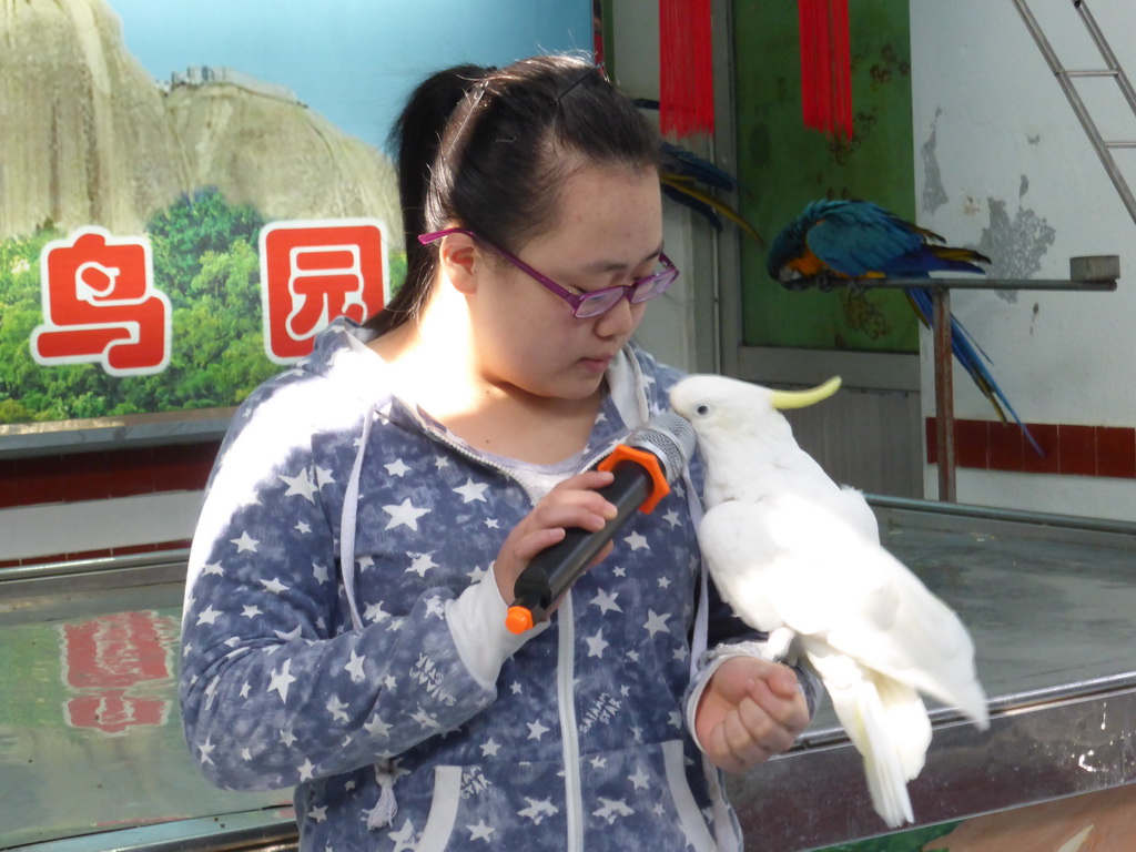 Bird trainer, a White Cockatoo and two Blue-and-yellow Macaws during the bird show at the Aviary at Gulangyu Island