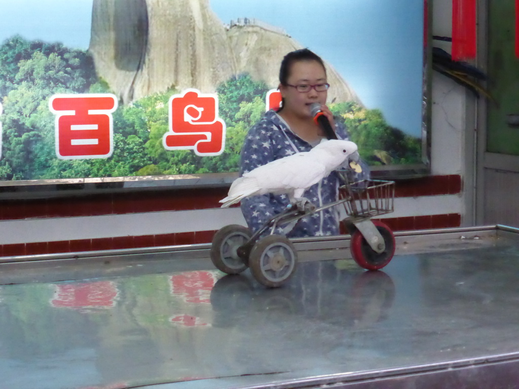 Bird trainer and a White Cockatoo on a bike during the bird show at the Aviary at Gulangyu Island