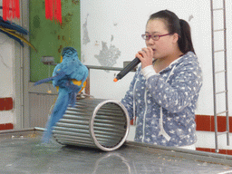 Bird trainer and a Blue-and-yellow Macaw on a cylinder during the bird show at the Aviary at Gulangyu Island