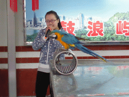 Bird trainer and a Blue-and-yellow Macaw on a cylinder during the bird show at the Aviary at Gulangyu Island
