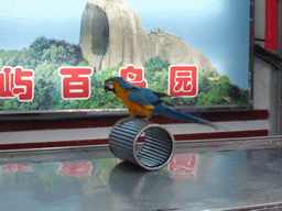 Blue-and-yellow Macaw on a cylinder during the bird show at the Aviary at Gulangyu Island