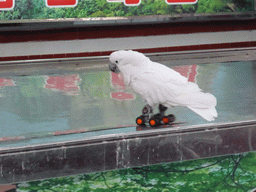 White Cockatoo on wheels during the bird show at the Aviary at Gulangyu Island