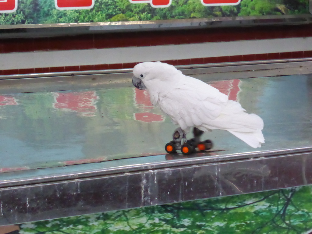 White Cockatoo on wheels during the bird show at the Aviary at Gulangyu Island