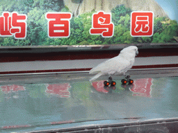 White Cockatoo on wheels during the bird show at the Aviary at Gulangyu Island