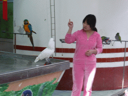 Bird trainer, a White Cockatoo on wheels, a Blue-and-yellow Macaw and two smaller birds during the bird show at the Aviary at Gulangyu Island