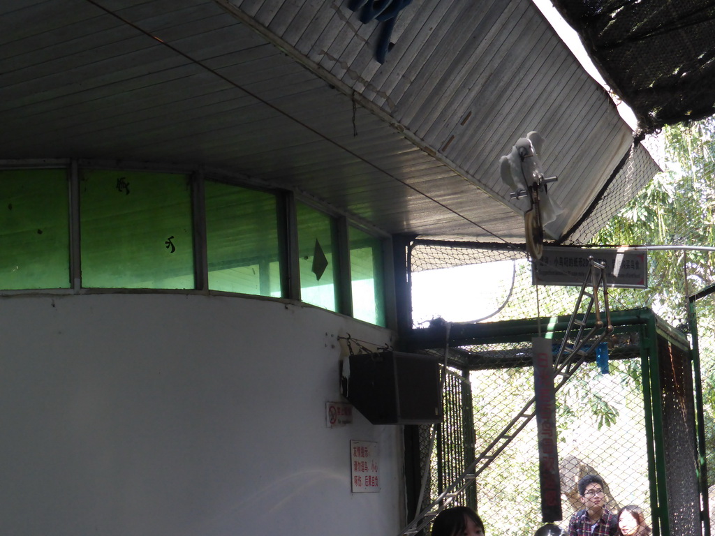 White Cockatoo on a wheel on a rope during the bird show at the Aviary at Gulangyu Island