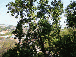View from the upper floor of the Zheng Chenggong Memorial Hall at Gulangyu Island on the surrounding area
