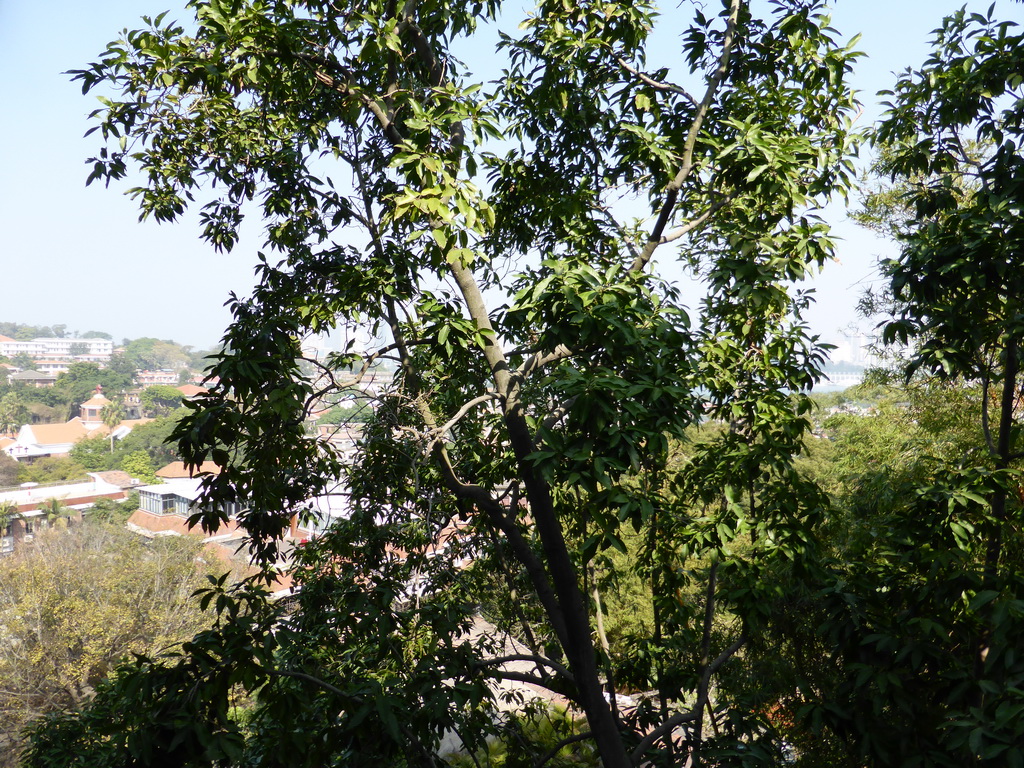 View from the upper floor of the Zheng Chenggong Memorial Hall at Gulangyu Island on the surrounding area