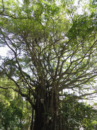 Tree at Gusheng Road at Gulangyu Island