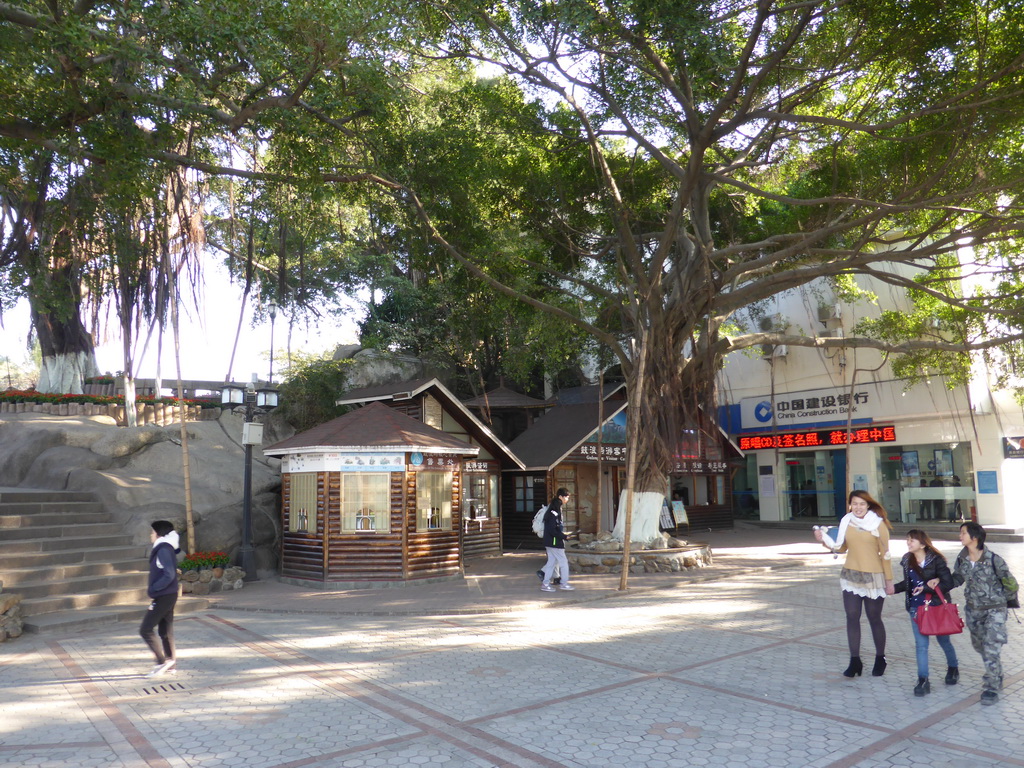 Tree at Longtou Road at Gulangyu Island