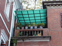 Cat on the balcony of a building at Fuzhou Road