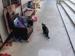 Cat in a small street next to the Sanyi Hall church at Gulangyu Island
