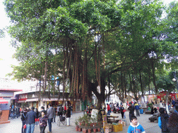 Tree at Longtou Road at Gulangyu Island