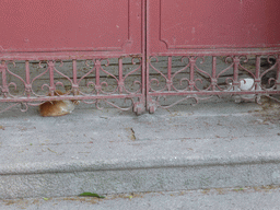 Cats under the gate of a house at Longtou Road at Gulangyu Island