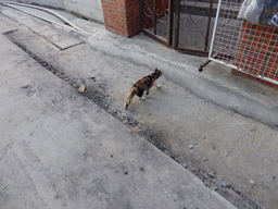 Cat on the street at Fuxing Road at Gulangyu Island