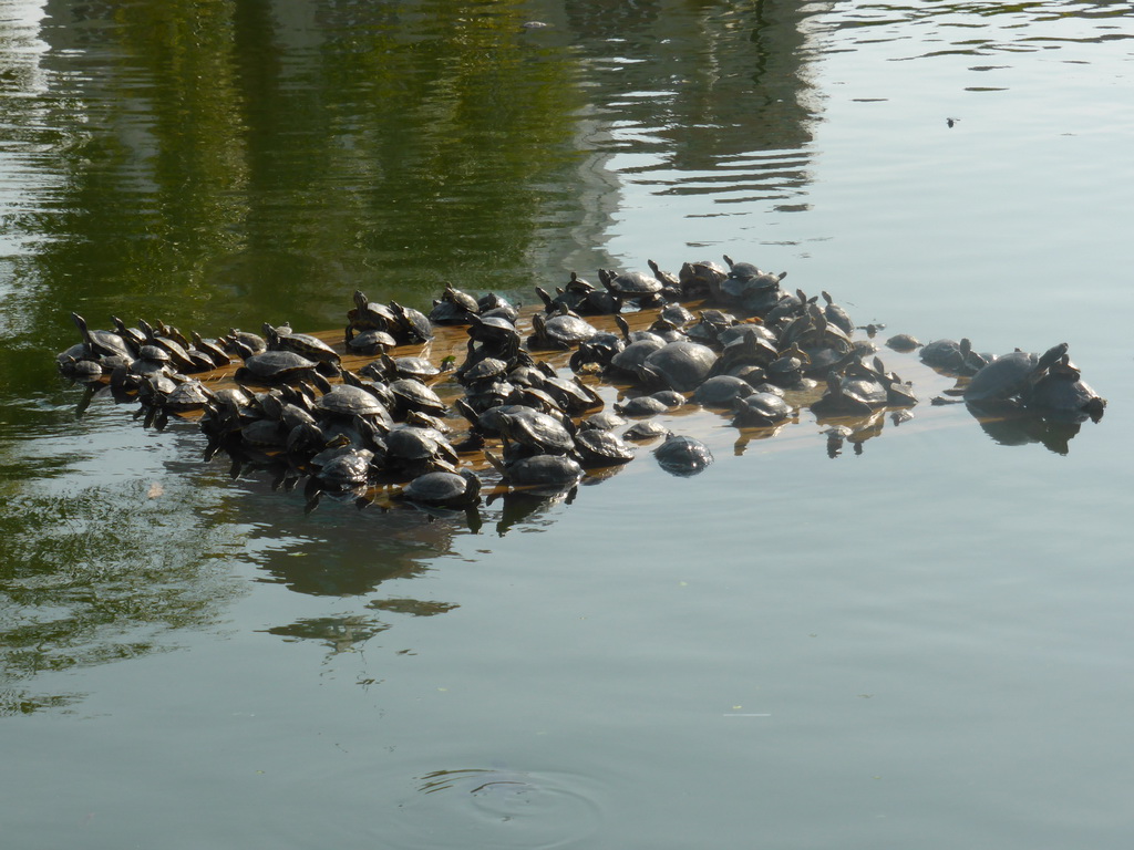 Turtles on a platform in the pool in the park in front of Nanputuo Temple