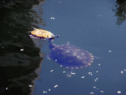 Turtles in the pool in the park in front of Nanputuo Temple