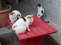 Cats on a table at Zeng Cuo An Village