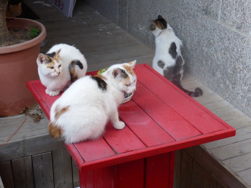 Cats on a table at Zeng Cuo An Village