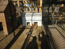 Dogs in a cage at the Elder Welfare Services Center