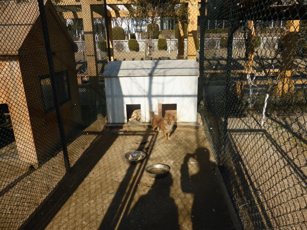 Dogs in a cage at the Elder Welfare Services Center