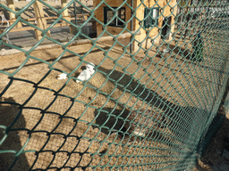 Bird cage at the Elder Welfare Services Center