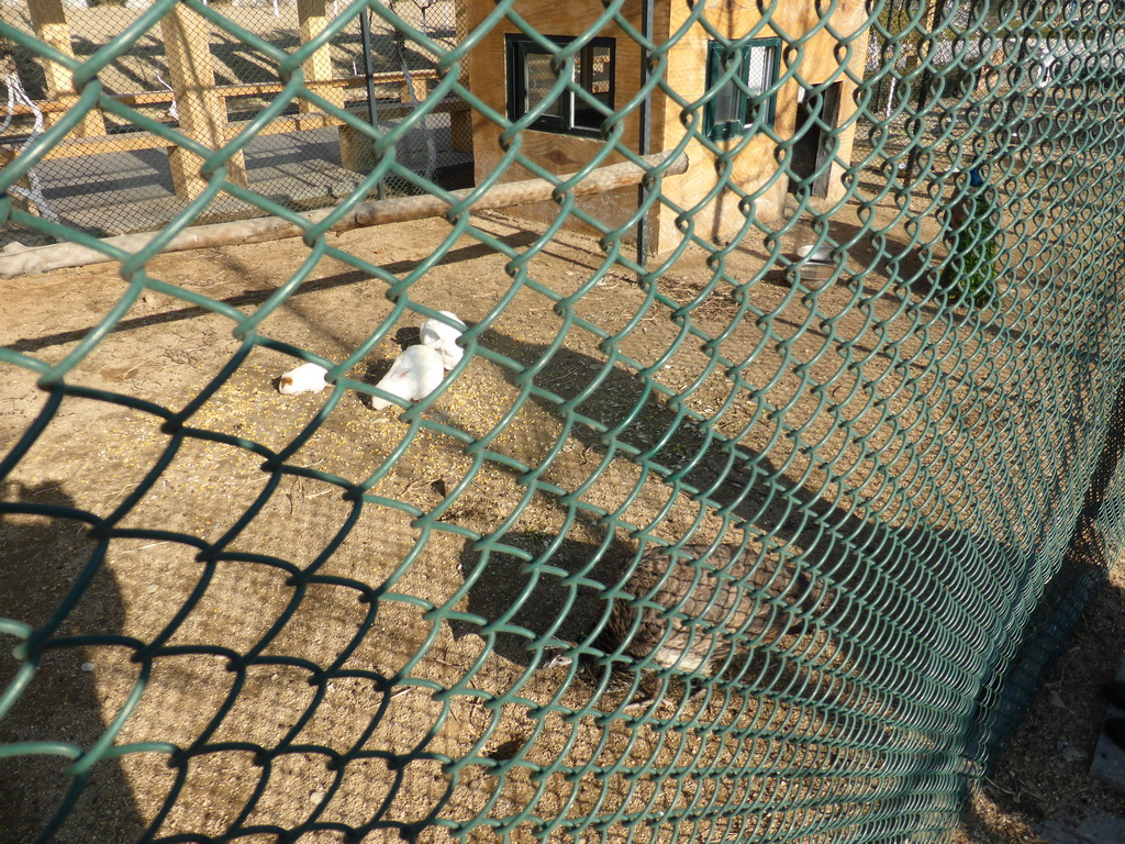 Bird cage at the Elder Welfare Services Center