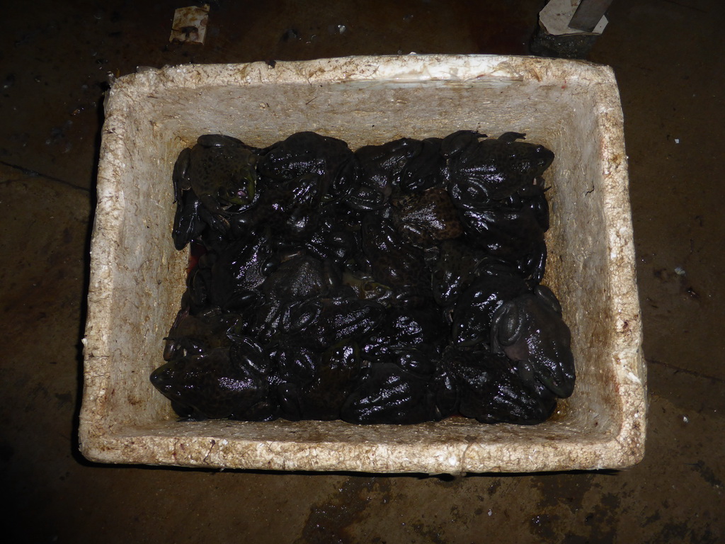 Toads at an open market in the city center