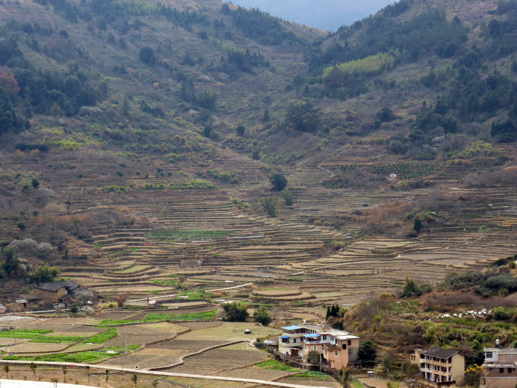 Rice fields nearby the Gaobei Tulou Cluster, viewed from the Yongding Scenic Area viewing point